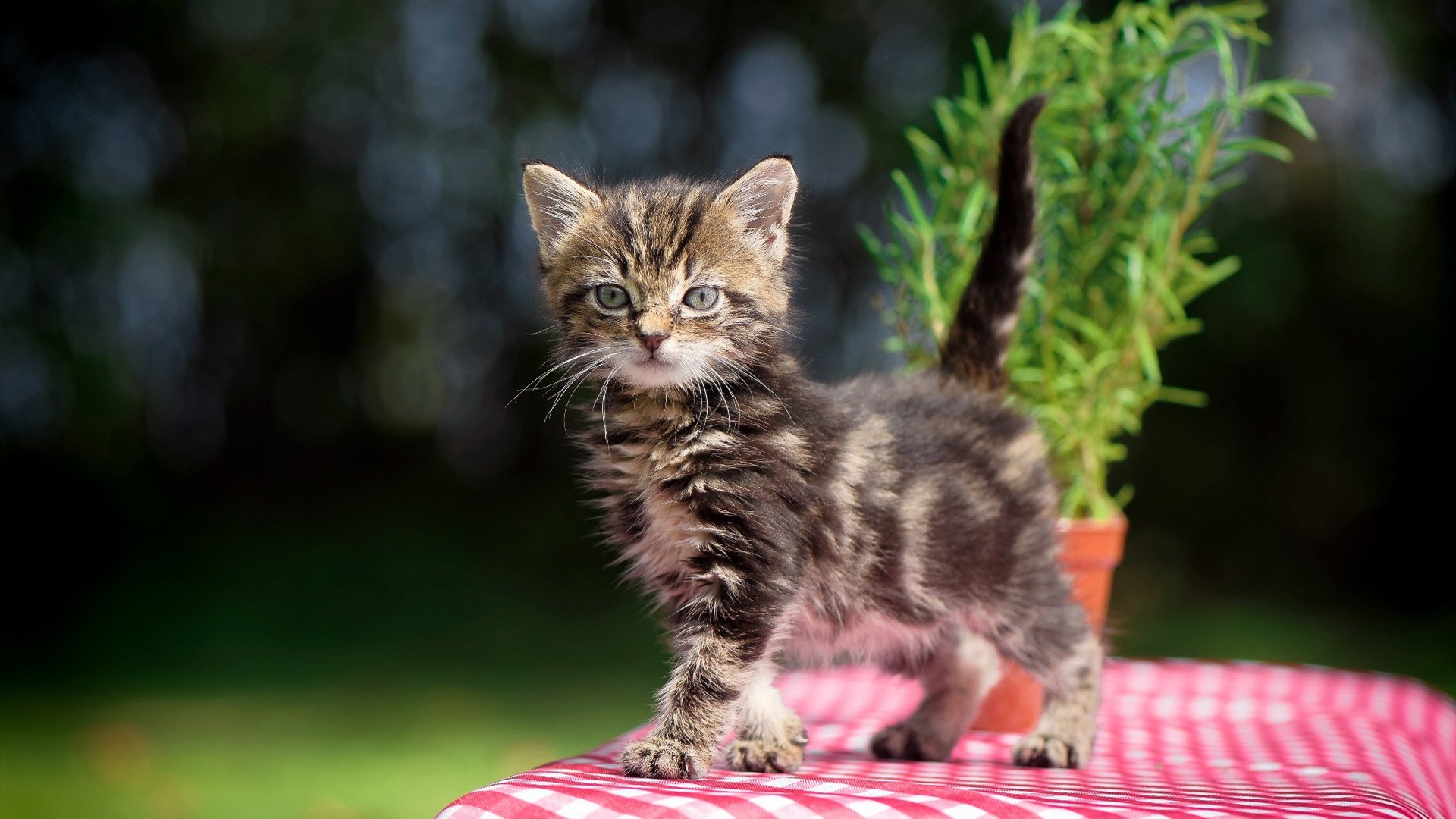 NBA球员职业道德与形象建设，nba球员的职业年限