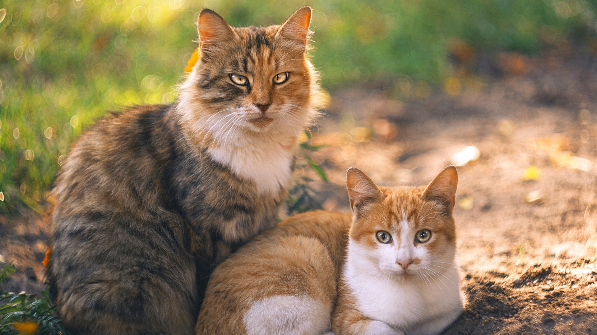 NBA球员表现高低起伏的周期性与体能储备关联，nba球员身体巅峰期