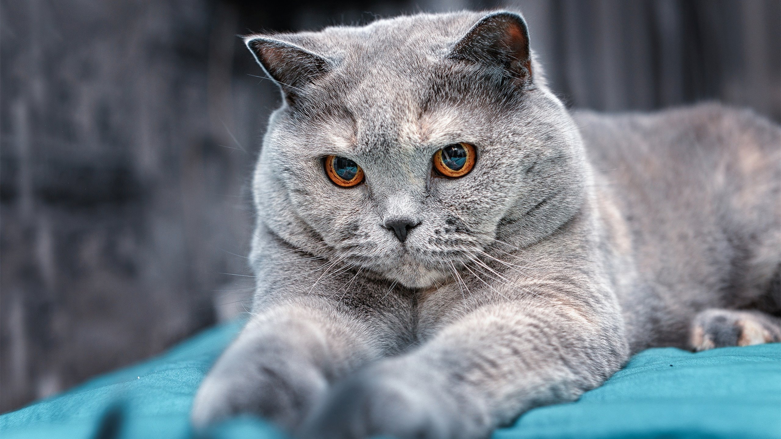 NBA球员训练技术优化方案,nba球员训练技术优化方案有哪些