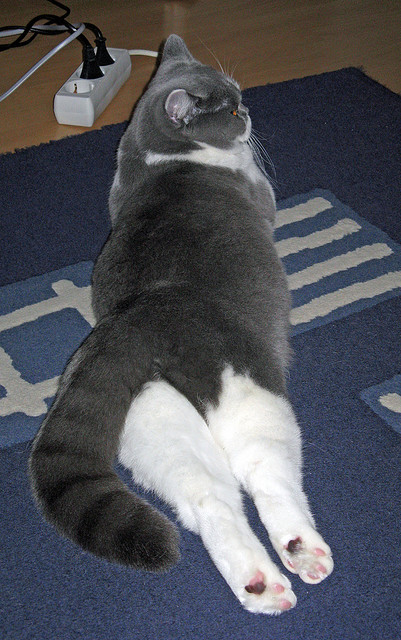 NBA球员训练期负重能力提升策略，nba球员训练力量方法