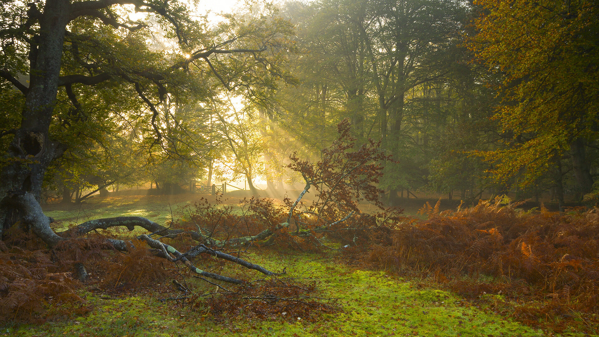 中国篮球联赛球队战术创新及实战案例分析，篮球技术挑战赛