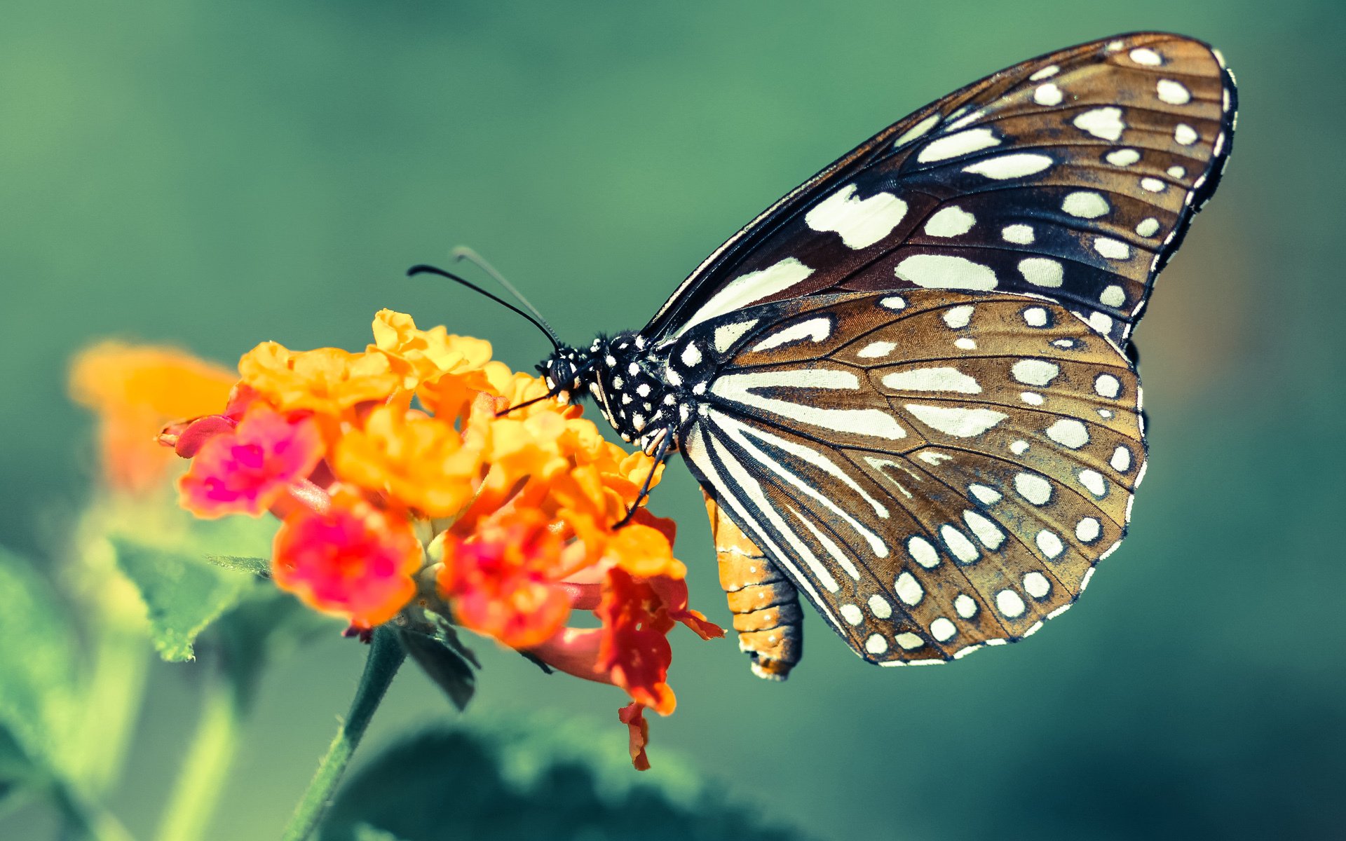 “2025年世界运动会：沙滩合球展现年轻活力”