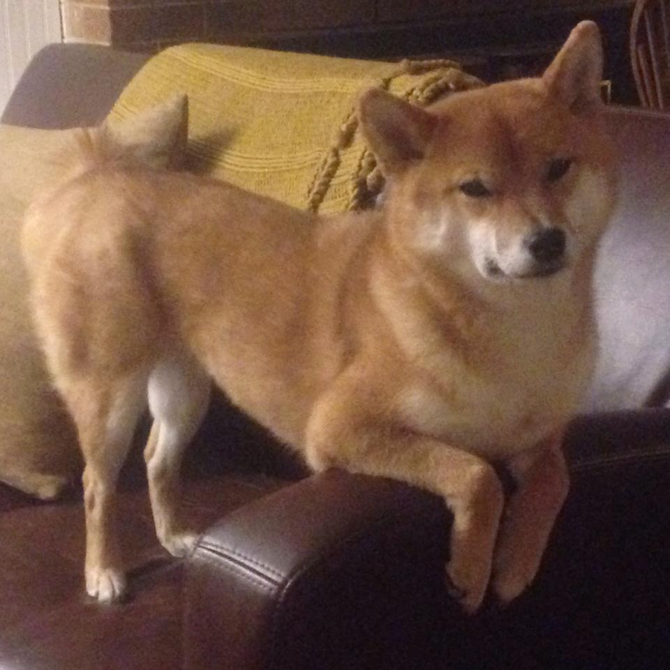 东亚杯国足夺冠 球迷情绪达到顶点，东亚杯男足比赛时间