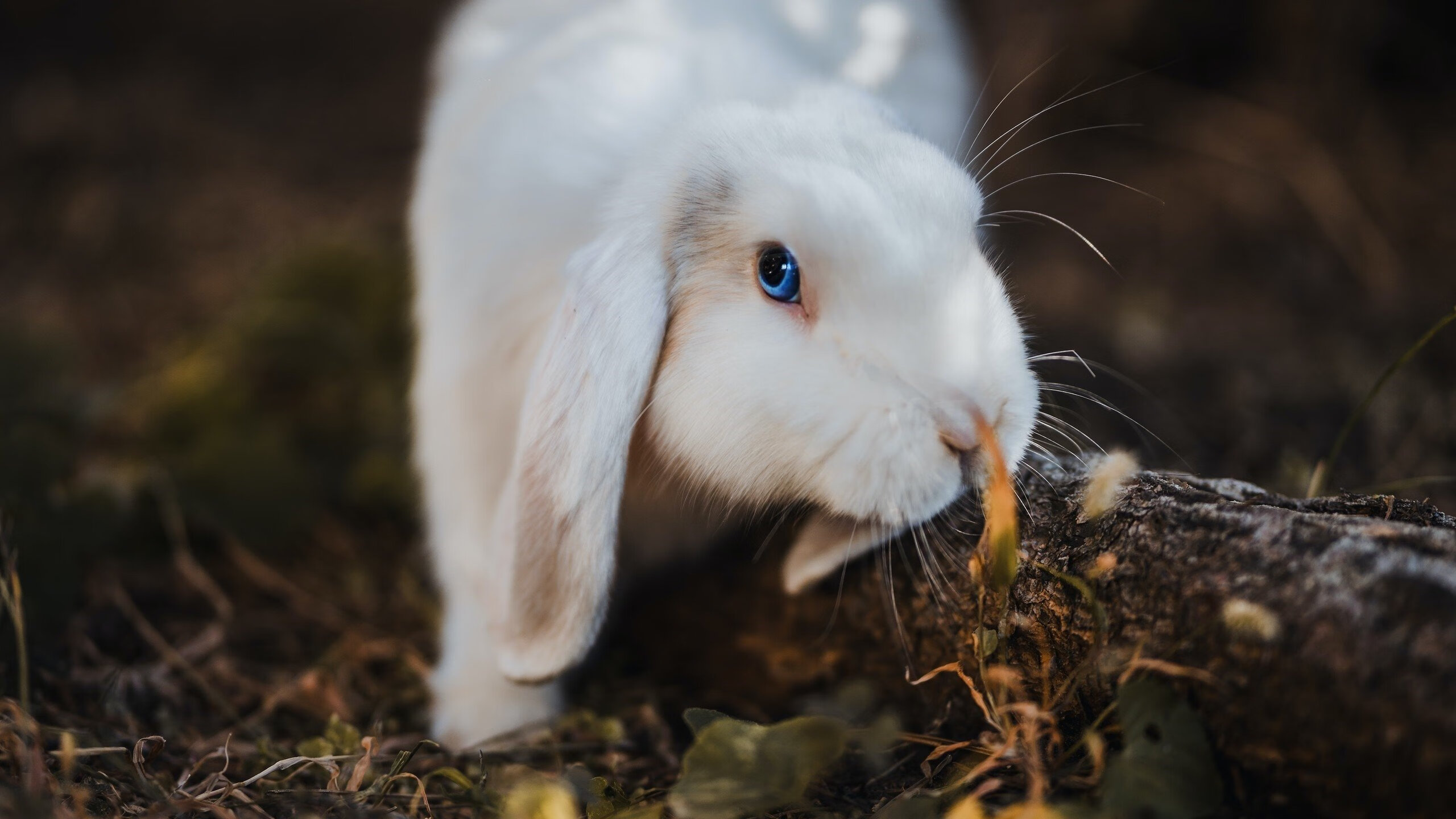 中国男子接力队用实力回应所有质疑,中国男子接力队员