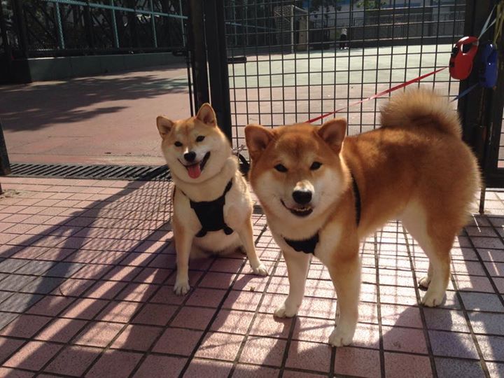 中国篮球视觉识别系统全面升级焕新联赛形象与球迷体验,cba视觉升级