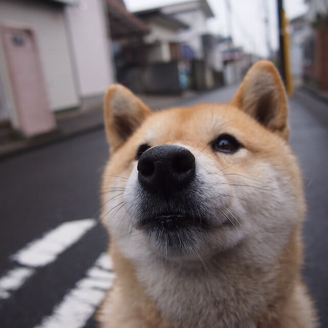 国家体育总局公告年度体育科研论文推荐期刊目录,体育科研论文包括哪些
