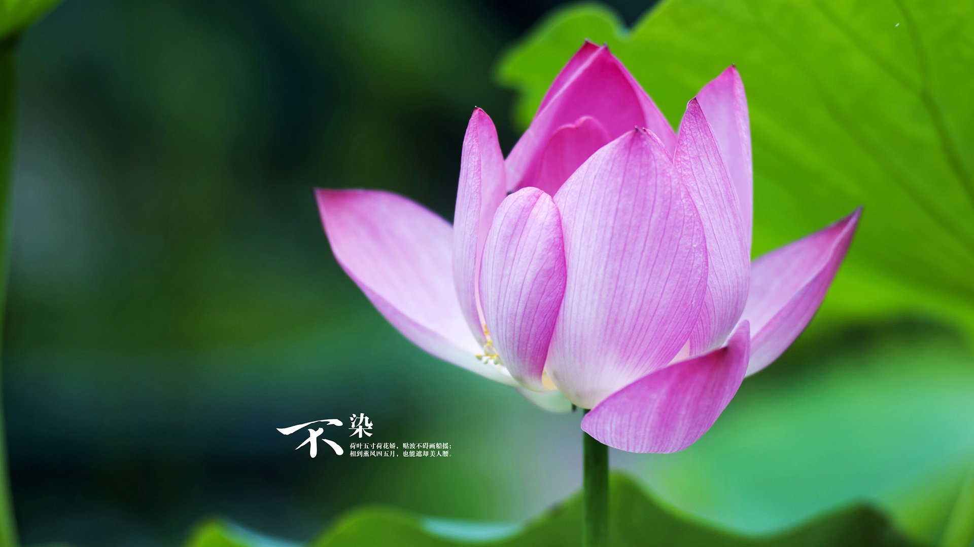 拜仁遭遇冷门欧洲超级杯，欧洲超级杯拜仁塞维利亚 新闻