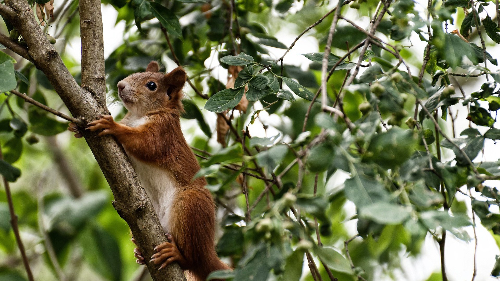 曼联对阵强敌战术布置受到好评，曼联强不强