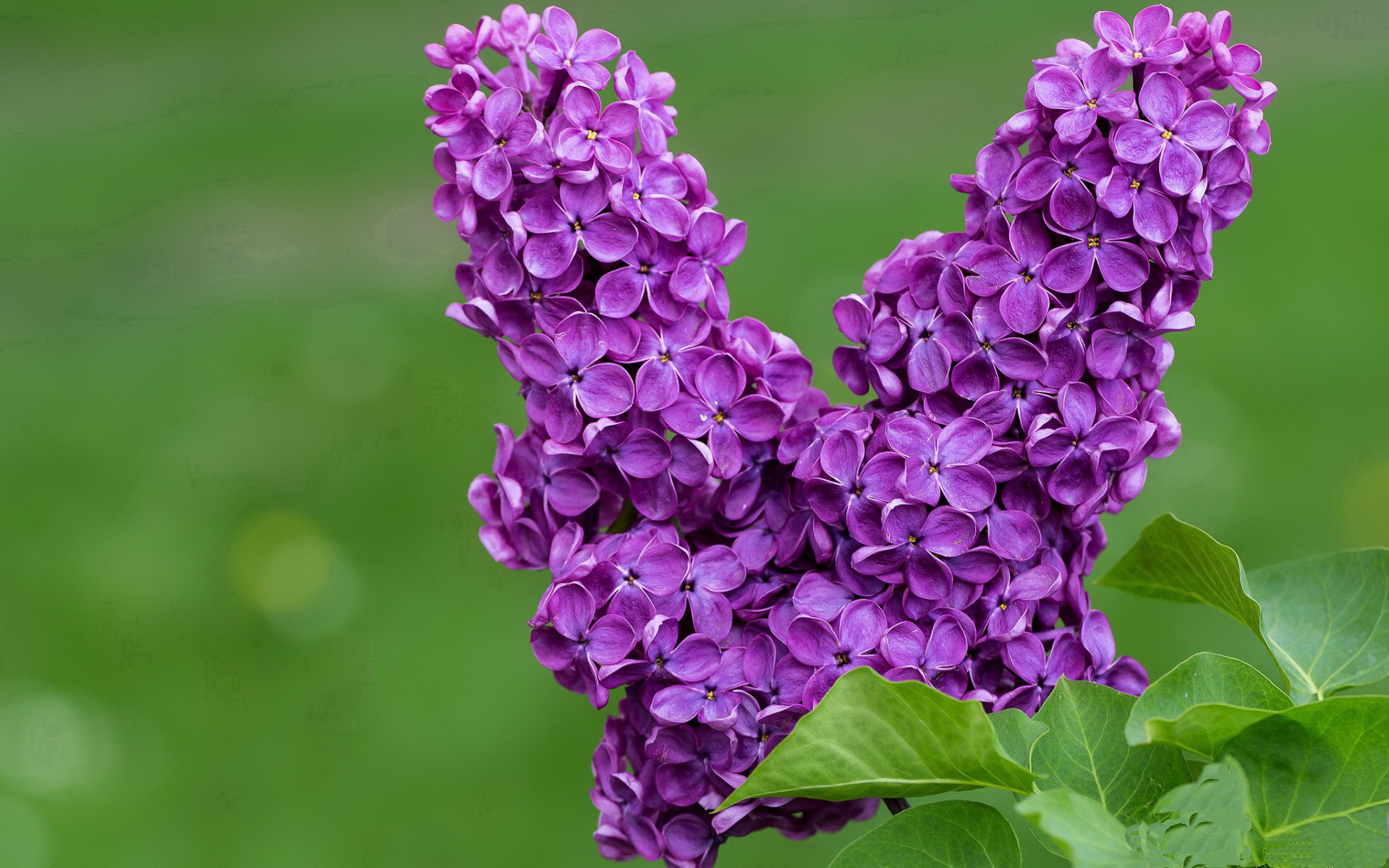 曼联对阵强敌战术布置受到好评，曼联强不强