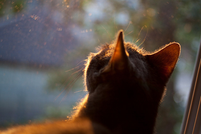 九游网-李娜称孩子教育方式来自运动理念，李娜老师资料