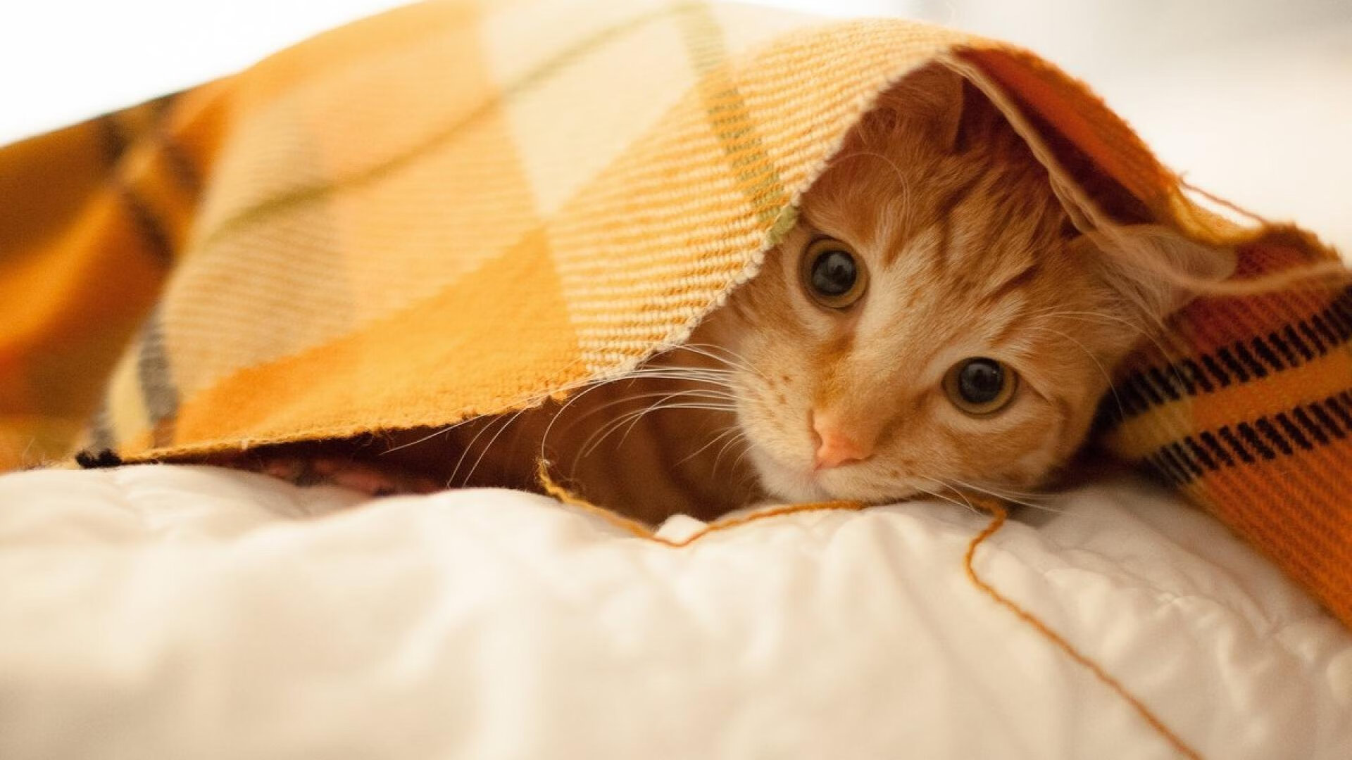 九游jiuyou-混合泳速度与技巧兼备摩纳哥实力显著，混合泳视频欣赏