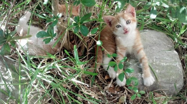 诺埃·庞蒂展现新生代蝶泳实力,庞德诺威