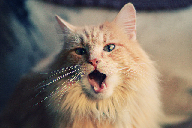 足球运动员伤病预防研究，足球运动损伤预防