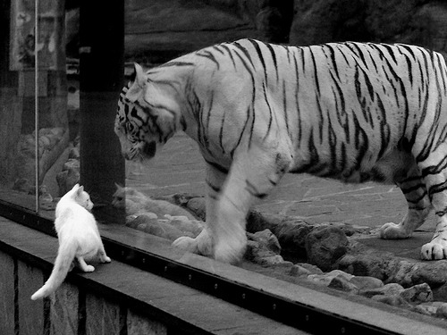 韩国女篮在亚洲锦标赛中奋勇争冠,值得期待