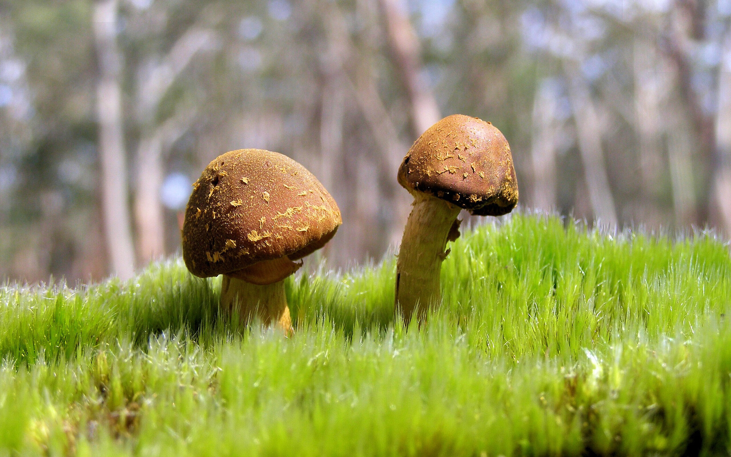 韩国女篮在亚洲锦标赛中奋勇争冠,值得期待