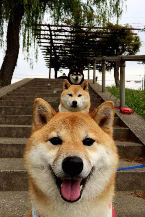 黎巴嫩男篮在西亚锦标赛中奋战不止，期待突破，男篮黎巴嫩冲突视频