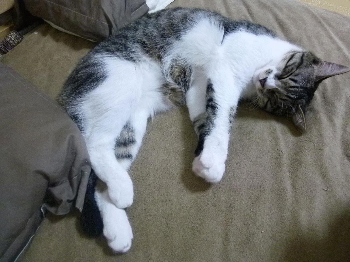 专业新闻中心保障赛事报道全流程质量，新闻专业技能大赛