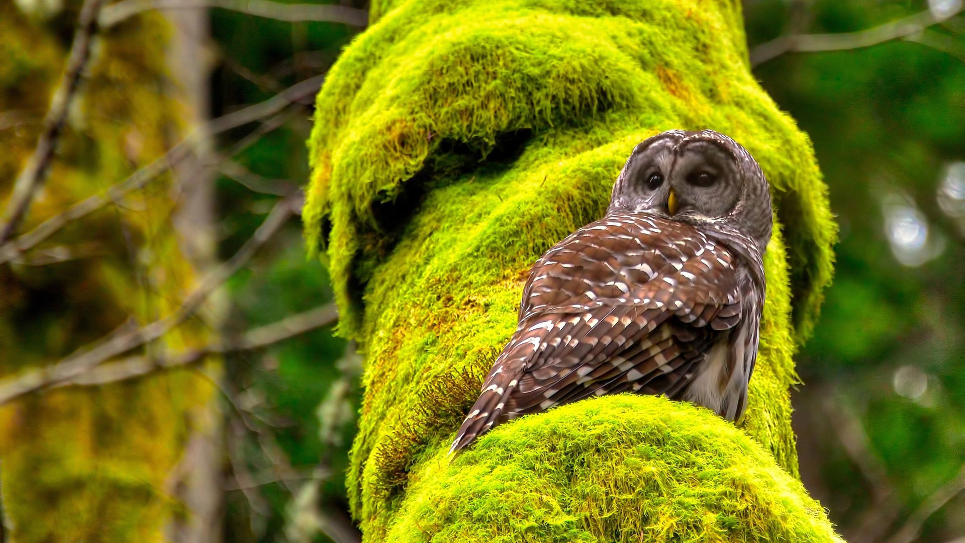 中国篮球人才流动机制的构建方式，中国篮球后备人才